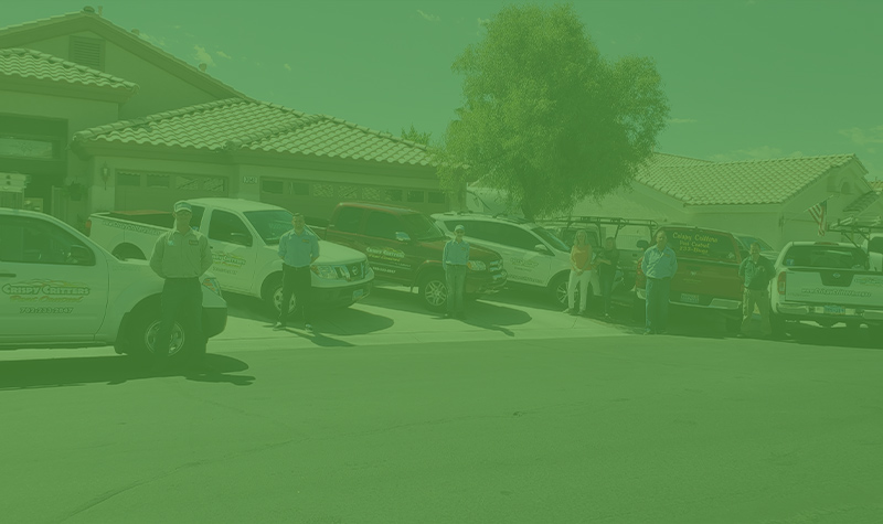 Las Vegas Termite Inspections | Las Vegas Termite Control